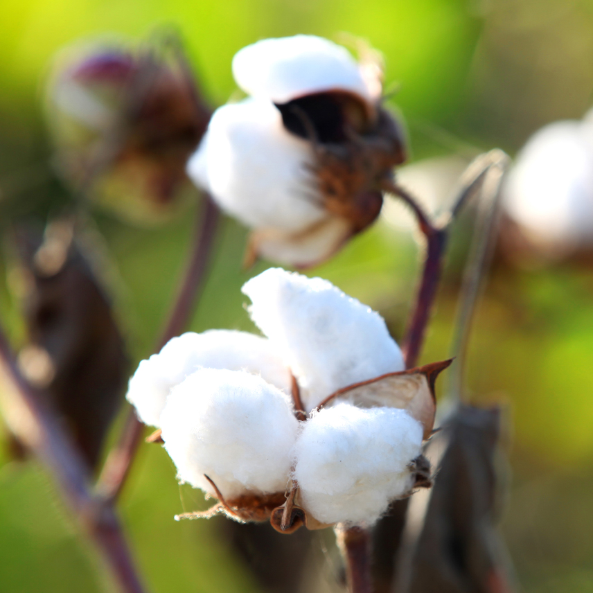 Cotton plant