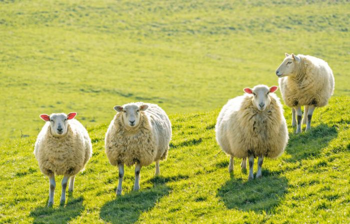 Funky Dotty Sheep Cute Flock Woolly Sheep Farm Animals Bedding Curtains Range