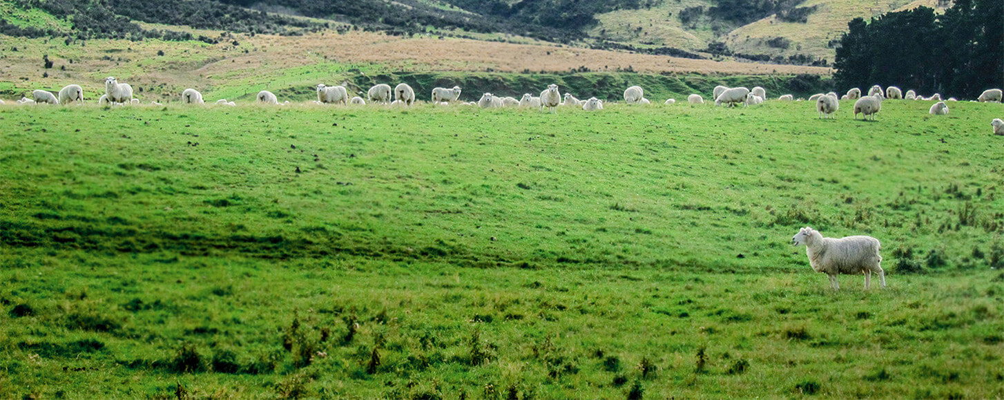 Sheep Grazing Background
