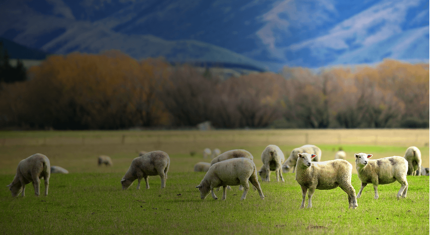 Grazing Sheep Background